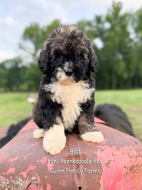 Bolt – Miniature Bernedoodle puppy for sale in Haslet, TX