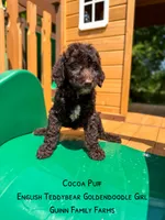 Chocolate Coco Puff, a female Goldendoodle and English Goldendoodle for sale in Haslet, TX – 2 of 4