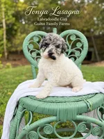 Tonya Lasagna Merle Parti, a female Labradoodle for sale in Haslet, TX – 2 of 5