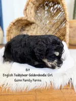 Bit Tri Color, a female Goldendoodle for sale in Haslet, TX – 5 of 5