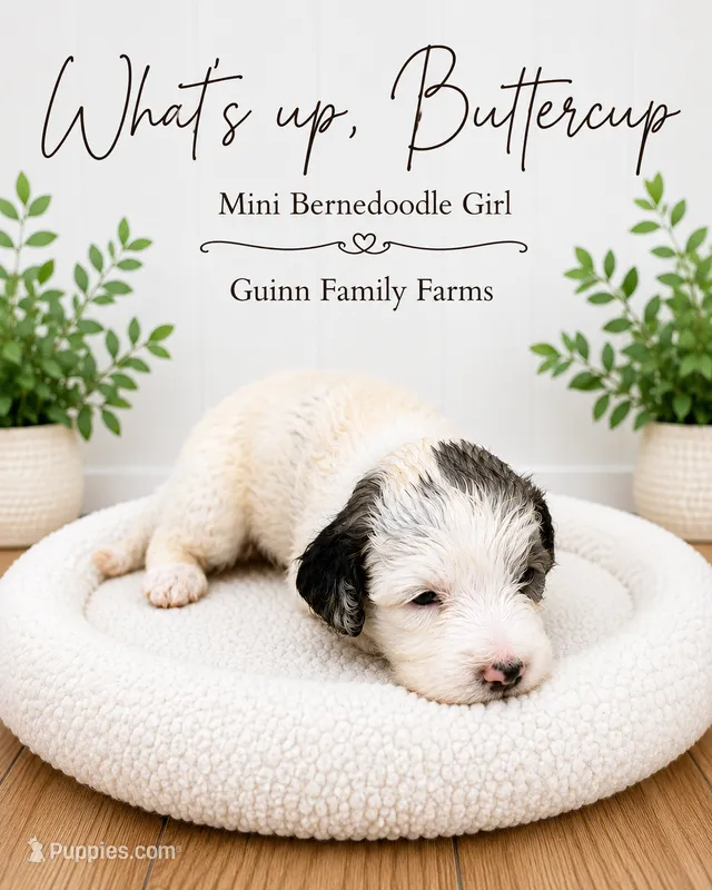 What’s Up Buttercup  – Bernedoodle, Miniature Bernedoodle puppy for sale in Haslet, TX