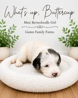 What’s Up Buttercup , a female Bernedoodle and Miniature Bernedoodle for sale in Haslet, TX – 1 of 6