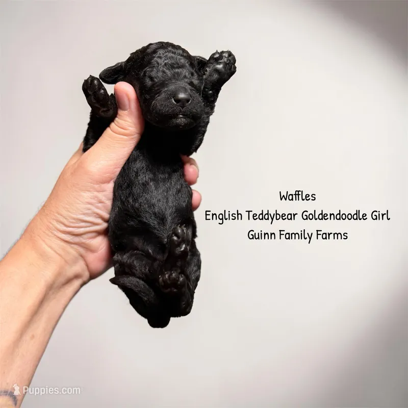 Waffles  – English Goldendoodle puppy for sale in Haslet, TX