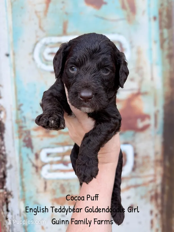 Coco Puff English Teddybear  – Goldendoodle, English Goldendoodle puppy for sale in Haslet, TX