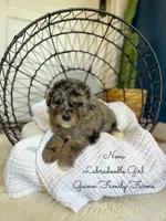 Nova Merle, a female Labradoodle for sale in Haslet, TX – 8 of 8