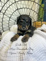 Drill Bit , a male Miniature Bernedoodle for sale in Haslet, TX – 1 of 4