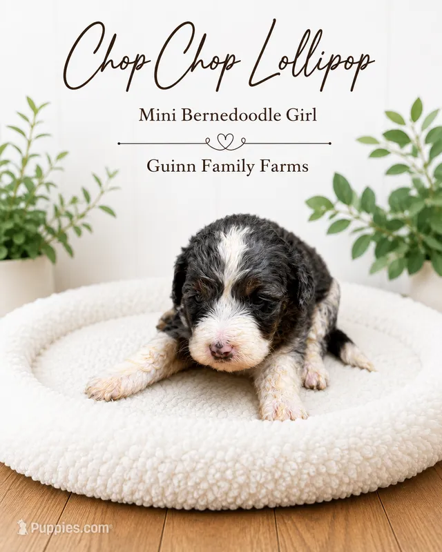 Chop Chop Lollipop  – Bernedoodle, Miniature Bernedoodle puppy for sale in Haslet, TX