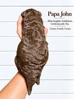 PaPa John Chocolate, a male English Goldendoodle and Miniature Goldendoodle for sale in Haslet, TX – 4 of 5