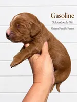 Gasoline , a female Goldendoodle for sale in Haslet, TX – 4 of 4