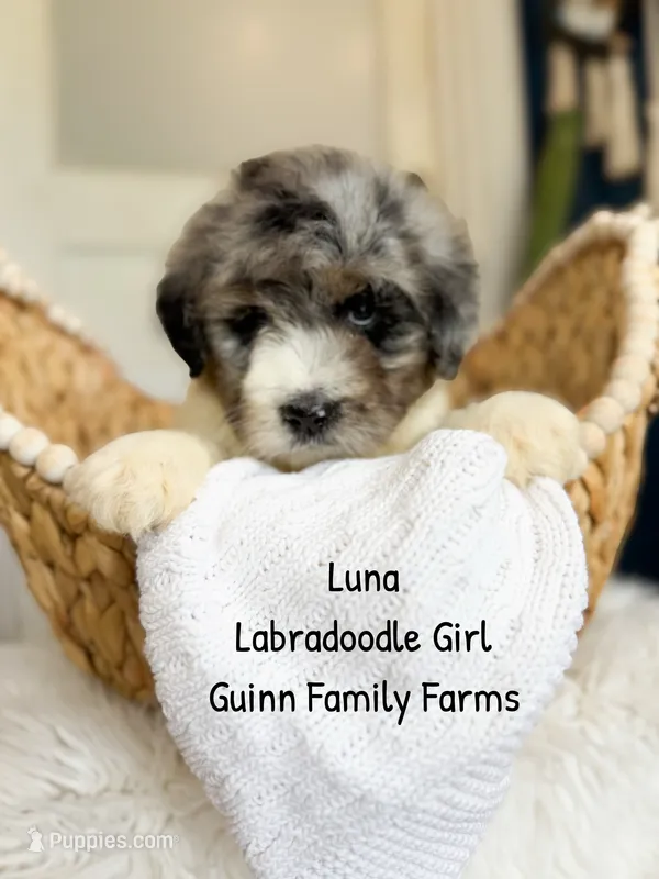 Luna – Labradoodle puppy for sale in Haslet, TX