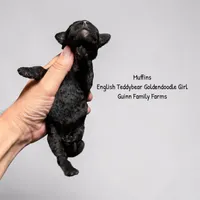 Muffin English , a female Goldendoodle and English Goldendoodle for sale in Haslet, TX – 2 of 3
