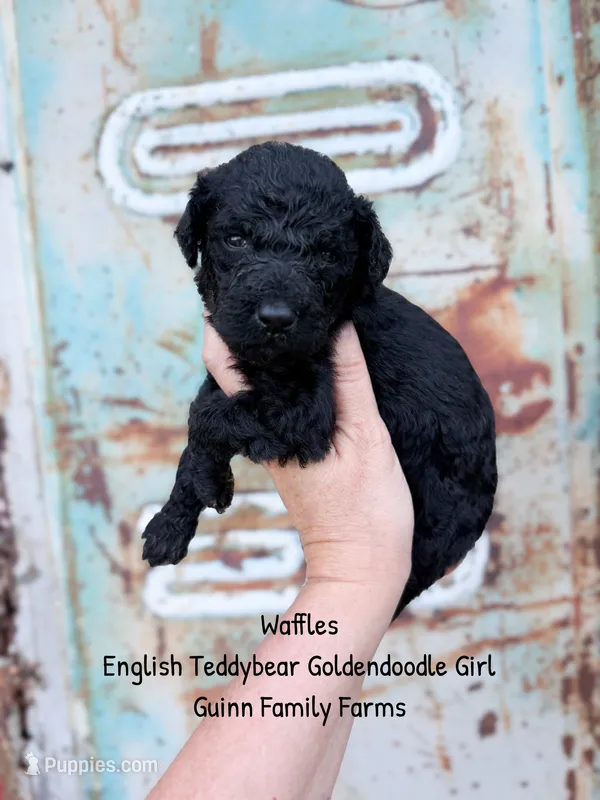 Waffles  – English Goldendoodle puppy for sale in Haslet, TX