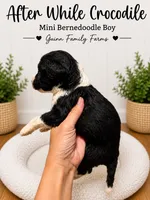 After While Crocodile , a female Bernedoodle and Miniature Bernedoodle for sale in Haslet, TX – 4 of 4