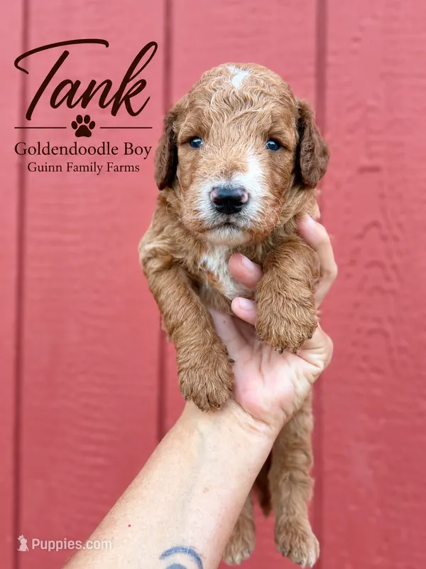 Tank – Goldendoodle puppy for sale in Haslet, TX