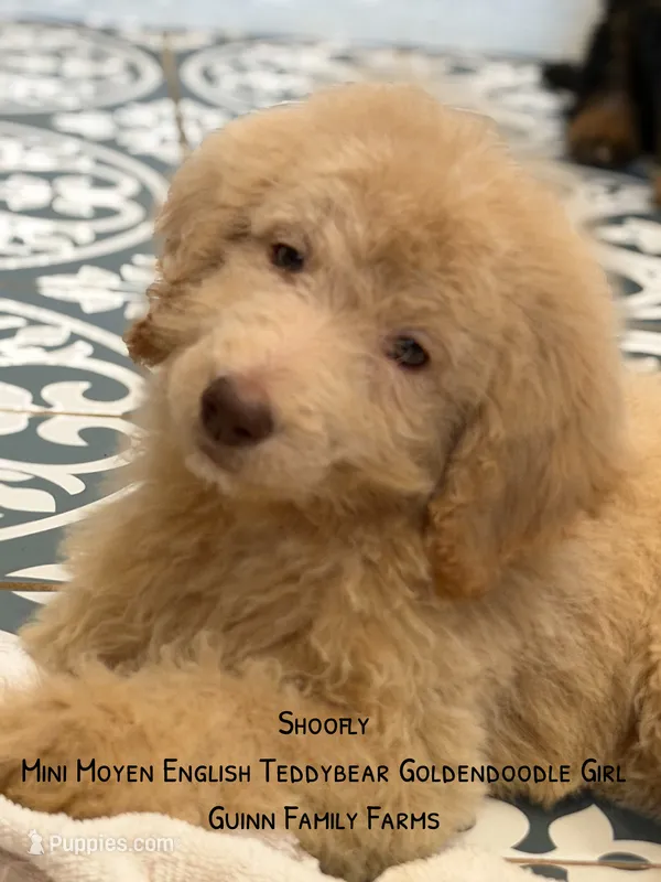 Shoofly  – Goldendoodle puppy for sale in Haslet, TX
