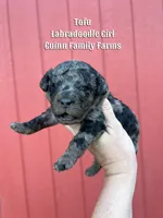 Tofu Merle , a female Labradoodle for sale in Haslet, TX – Photo 2 of 3
