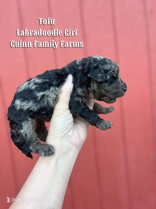 Tofu Merle  – Labradoodle puppy for sale in Haslet, TX