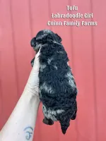 Tofu Merle , a female Labradoodle for sale in Haslet, TX – Photo 3 of 3