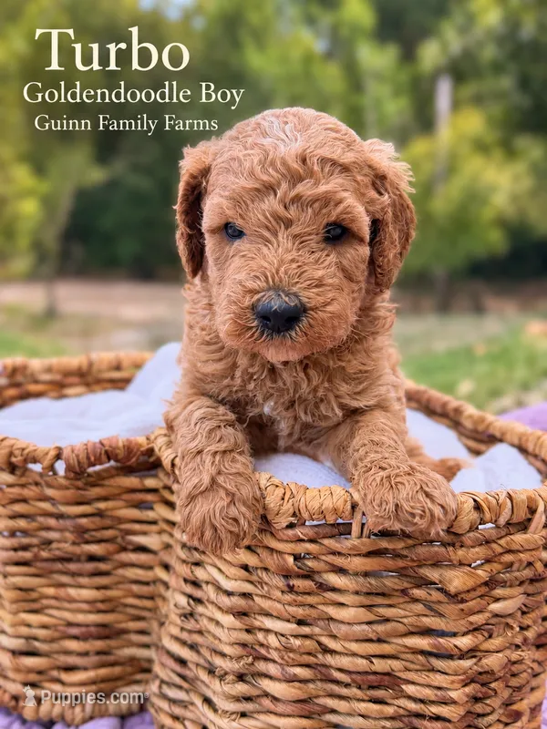 Turbo  – Goldendoodle puppy for sale in Haslet, TX