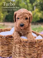Turbo , a female Goldendoodle for sale in Haslet, TX – 1 of 5