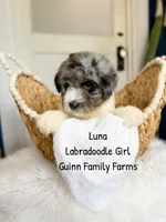 Luna, a female Labradoodle for sale in Haslet, TX – 2 of 9