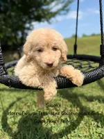 Shoofly , a female Goldendoodle for sale in Haslet, TX – 5 of 7