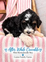 After While Crocodile , a female Bernedoodle and Miniature Bernedoodle for sale in Haslet, TX – 8 of 8