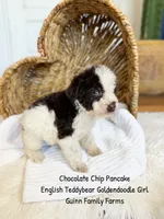 Chocolate Chip Pancake , a female Goldendoodle and English Goldendoodle for sale in Haslet, TX – 7 of 8