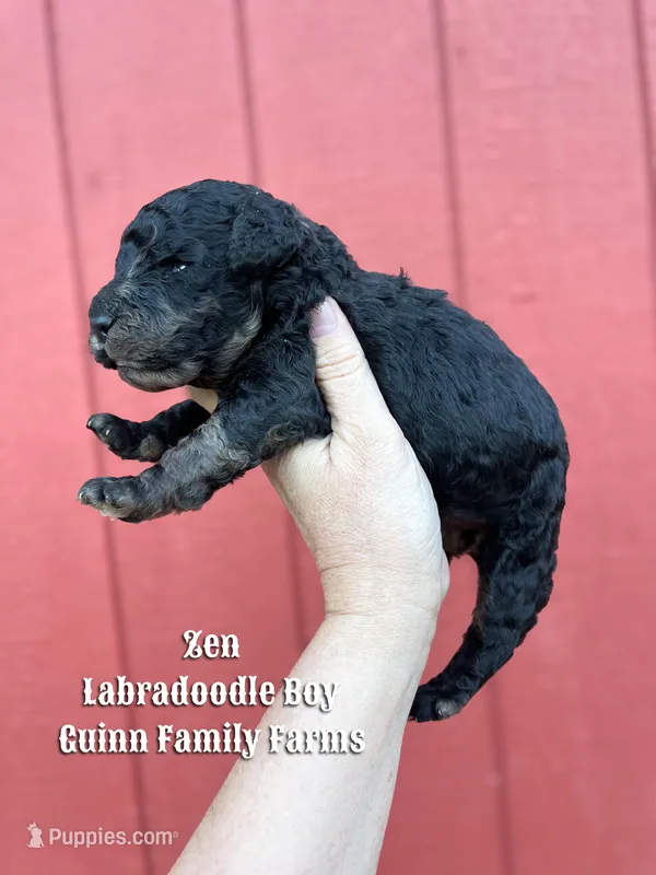 Zen Tweed Merle – Labradoodle puppy for sale in Haslet, TX