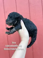 Zen Tweed Merle, a male Labradoodle for sale in Haslet, TX – Photo 1 of 4