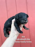 Zen Tweed Merle, a male Labradoodle for sale in Haslet, TX – Photo 2 of 4