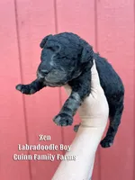 Zen Tweed Merle, a male Labradoodle for sale in Haslet, TX – Photo 3 of 4