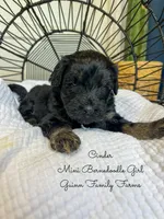Cinder , a male Miniature Bernedoodle for sale in Haslet, TX – 5 of 5