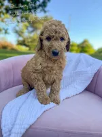 Strawberry Kiss, a female Goldendoodle for sale in Haslet, TX – 4 of 6