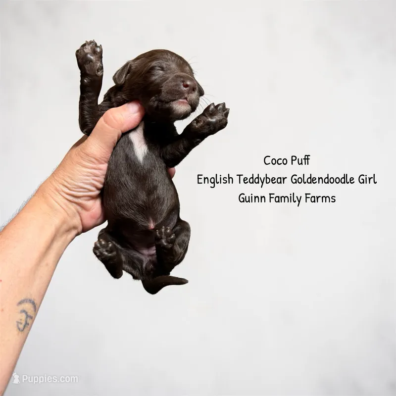 Coco Puff English Teddybear  – Goldendoodle, English Goldendoodle puppy for sale in Haslet, TX