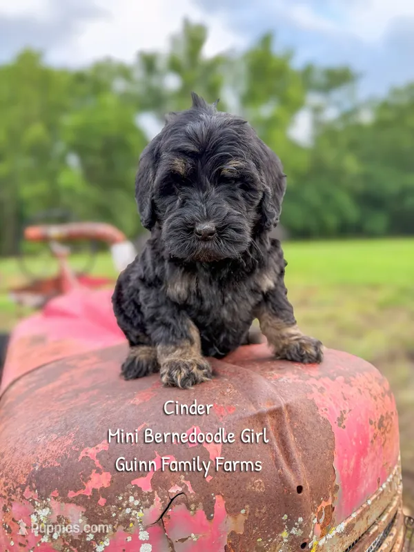 Cinder  – Miniature Bernedoodle puppy for sale in Haslet, TX