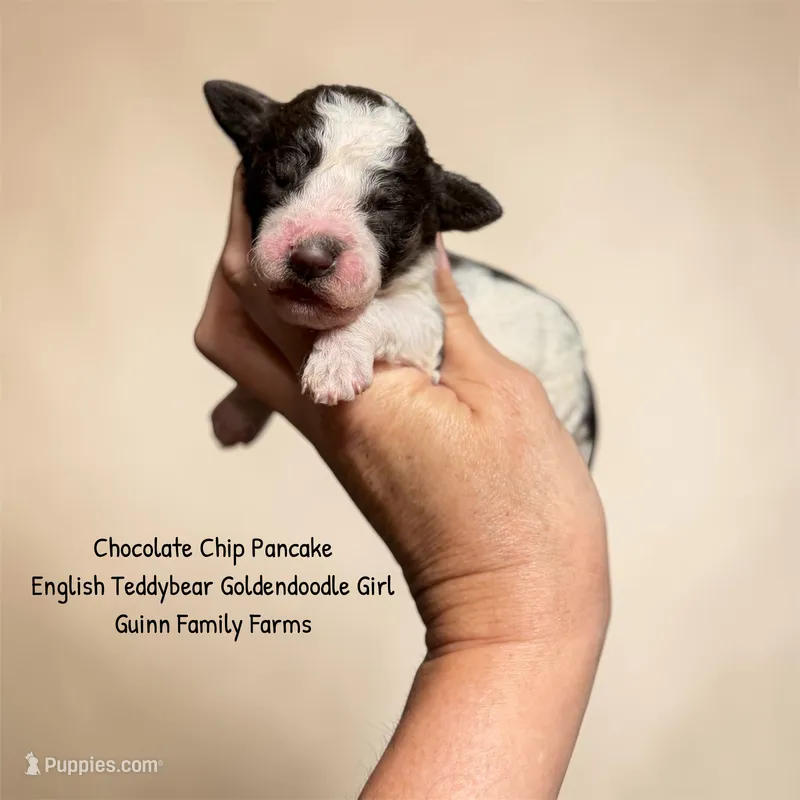 Chocolate Chip Pancake  – Goldendoodle, English Goldendoodle puppy for sale in Haslet, TX