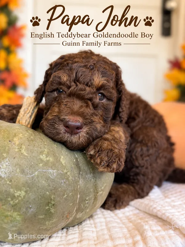 PaPa John Chocolate – English Goldendoodle, Miniature Goldendoodle puppy for sale in Haslet, TX