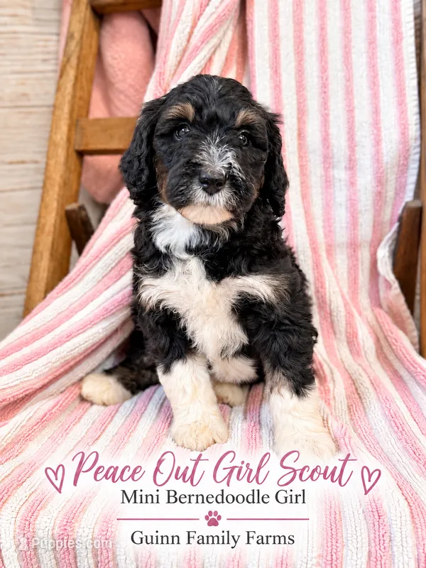 Peace Out Girl Scout  – Bernedoodle, Miniature Bernedoodle puppy for sale in Haslet, TX