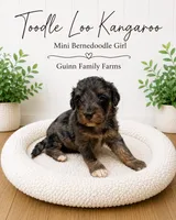 Tootle Loo Kangaroo, a female Bernedoodle and Miniature Bernedoodle for sale in Haslet, TX – 4 of 4