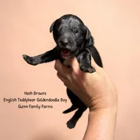 Hash Brown English Teddybear, a male Goldendoodle and English Goldendoodle for sale in Haslet, TX – 3 of 3