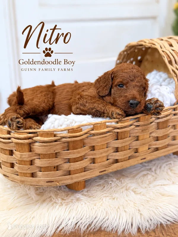Nitro – Goldendoodle puppy for sale in Haslet, TX