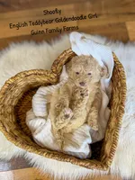 Shoofly, a female Goldendoodle for sale in Haslet, TX – 2 of 6