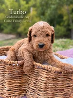 Turbo , a female Goldendoodle for sale in Haslet, TX – 4 of 5