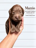 Mazzio Chocolate , a female English Goldendoodle and Miniature Goldendoodle for sale in Haslet, TX – 2 of 5