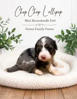 Chop Chop Lollipop , a female Bernedoodle and Miniature Bernedoodle for sale in Haslet, TX – 2 of 3