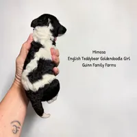 Mimosa English Teddybear , a female Goldendoodle and English Goldendoodle for sale in Haslet, TX – 3 of 4