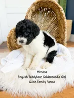 Mimosa English Teddybear Tri Color, a female Goldendoodle and English Goldendoodle for sale in Haslet, TX – 2 of 7