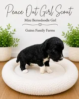 Peace Out Girl Scout , a female Bernedoodle and Miniature Bernedoodle for sale in Haslet, TX – 3 of 5