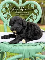 Joey Macaroni , a male Labradoodle for sale in Haslet, TX – 7 of 8